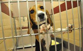 Another Dog Wanting To Be Adopted At The Berkshire Humane Society Pittsfield Mass More Than 26 Dogs Need Homes Shelter Full Humane Society Small Dogs Dogs