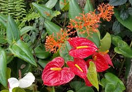 Seashell frame stock image by olianikolina 51/6,885. Exotic Tropical Flowers Red Anthurium White Anthurium And Orange Coral Plant Flowers Beauty Of Hawaii Stock Photo 66978b39 8344 4479 Babb Ae282cd85caf