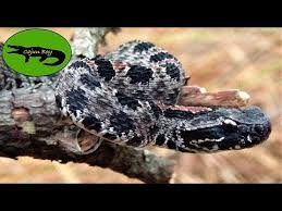 Jan 05, 2021 · identify your snake below by filtering results based on the region you saw the snake and its main color or pattern. Smallest Rattlesnake In The World Pygmy Rattlesnake Youtube