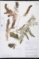 Image result for Ceratophyllum muricatum