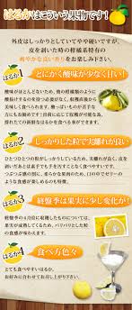 はるかみかん 販売