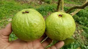 This is an extremely rare variety of white and sweet guava. Indian Guava Tree Youtube