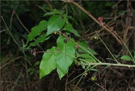 Image result for Petiveriaceae