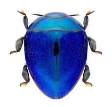 Jewel Beatles Have A Metalic Sheen This Blue Is Awesome Beautiful Bugs Bugs And Insects Beetle Insect