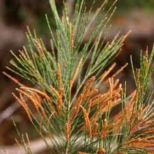 Image result for Casuarina littoralis