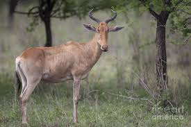 Expect to meet safari animals from include zebras, giraffes, flamingos, baboons to antelopes and hippos on your outings. Kongoni Or Cokes Hartebeest Photograph By Bernd Rohrschneider