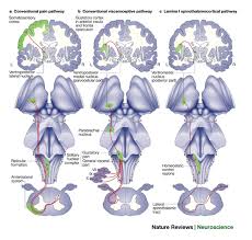 How Do You Feel Interoception The Sense Of The Physiological Condition Of The Body Nature Reviews Neuroscience