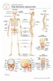 A computer for learning software programming. Body Scientific International Post It Anatomy Of Human Skeleton Chart Human Fisher Scientific