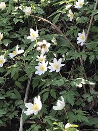 La base per cameo, color lilla e con tanto di fiocco, l'ho realizzata in porcellana fredda, in toto è alta circa 40 mm ma la porzione decorabile è solo 18 mm x 25 mm. Anemoni Il Soffio Della Primavera Doppiozero
