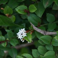 Image result for Carissa bispinosa