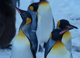 This information is based on findings that have been carefully evaluated over the years. Penguin Habitats Can Penguins Fly