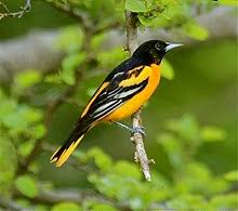 Oriole food as major importer. Baltimore Oriole Wikipedia