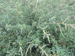 Image result for Amaranthus spinosus