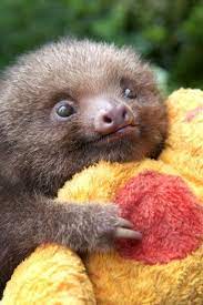 18 Tips Discovering Pet Supplies Plus: Your One-Stop Shop for Pet Needs