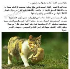 هل تعلم سبحان الل ه وبحمده سبحان الل ه العظيم Words Cute Animals Arabic Words