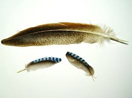 Birds Of The Same Feather Flock Together Meaning In Tagalog Sanitizing Feathers For Crafts Feather Crafts Feather Diy Feather Art