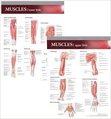 Lippincott Williams Wilkins Atlas Of Anatomy Musculature
