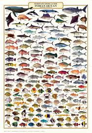 Fish Identification Western Australia Fishwatchers Guide Camtas Wall Chart Wc134