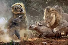 Dozy warthog stumbles into pride of lions for a SECOND time - and ends up as the mane course - Daily Record