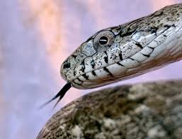 Work to rid your garage of mice by leaving out traps/poison in child/pet safe places, plug up gaps entry areas as in step 1, and clear out. Shed Your Misconceptions About Snakes