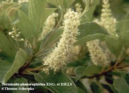 Image result for Terminalia phanerophlebia