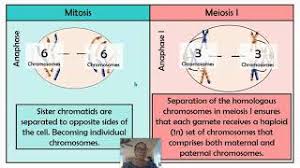 .102 cell division, cell structure exploration activities, cell energy cycle gizmo answer questions ebooks pdf, amoeba sisters recap of meiosis answer key, the carbon cycle teacher led lesson plan, student exploration stoichiometry gizmo answer key pdf, gizmo answer key building dna. Meiosis Worksheet Jobs Ecityworks