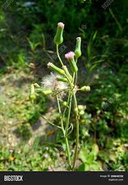 Image result for Emilia sonchifolia