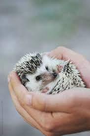 Person Holding An Adorable Hedgehog Cute Baby Animals Animals Cute Animals
