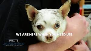 7049 old columbia rd is a house in columbia, md 21046. Chesapeake Veterinary Surgical Specialists Annapolis Towson Columbia