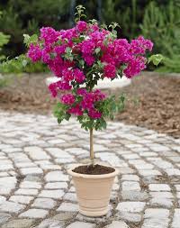 Image result for Bougainvillea