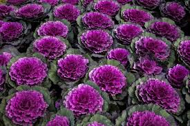 A number of these plants are from the same brassica family as cultivated cabbage. Cabbage Flower Everything You Want To Know