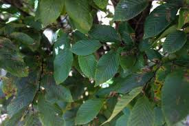 This tightly pyramidal tree with a strong form is best used in the landscape as an accent, for articulation, or as a tall hedge. Pyramidal European Hornbeam Halka Nurseries