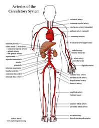 Blood vessels are vital for the body and play a key role in diabetes helping to transport glucose and insulin. Circulatory System Unit Reading Diagrams Labeling Tpt