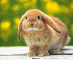 Conejo Holland Lop - Centro Mascotas Can Pou de l'Olla