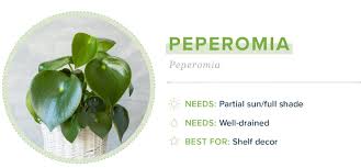 Snake plants are easy to care for and are also useful for purifying the air. 21 Small Indoor Plants For Apartment Living Proflowers