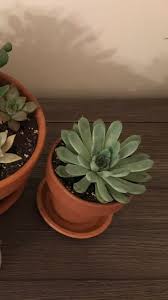 I don't know how to. Rescued At Walmart This Guy Was Soaking Wet So I Let Him Sit On Some Paper Towels For A Few Hours And Then Reported With Dry Cactus Soil Into This Terra Cotta Pot