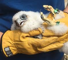 Its breast is finely barred. Recovery Of The Peregrine Falcon A Conservation Success Story Audubon Society Of Northern Virginia