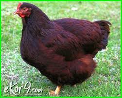 10 Jenis Ayam Petelur Terbaik Paling Unggul Di Dunia Dan Gambarnya Dunia Fauna Hewan Binatang Tumbuhan Hewan Ayam Binatang