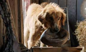Working for birds and animals unlimited is great because i am constantly learning something new. Birds And Animals Unlimited Archives Mxdwn Movies