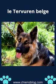 6 Choses Que Vous Ne Saviez Pas Sur Le Tervuren Belge In 2020 Dogs Art
