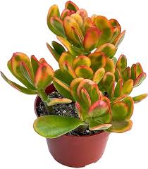 Image result for Crassula alticola