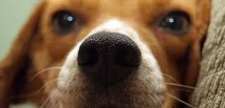 My husband and i have two wonderful children, and we also have dogs, cats, horses and many happy working for home pet euthanasia gives me the ability to help families that are going through a loss of their beloved family member. In Home Euthanasia Service Denver A Peaceful Passage United States