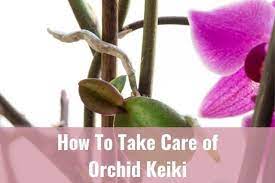 Top 8 questions & answers about orchid keikis. How To Take Care Of Orchid Keiki Everyday Orchids