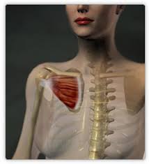 The connective tissue covering furnish support and. Muscles Upper Body Real Bodywork