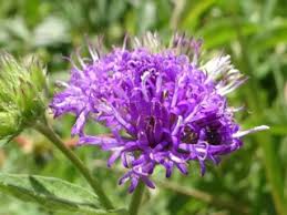 Image result for Gutenbergia cordifolia