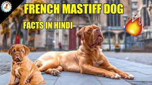 French Mastiff Dog Facts In Hindi Popular Dog French Mastiff Facts