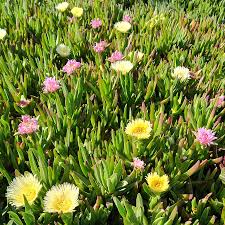 Image result for Carpobrotus