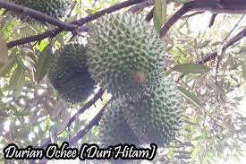 Tingkat produktifitas buah yang tinggi. Asli 100 Bibit Durian Duri Hitam Malaysia Bibit Buahku