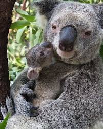 Cute Animals Gallery Cute Animals Cute Animals Cute Baby Animals Animals Beautiful