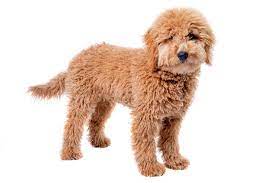 Check spelling or type a new query. Poodle And Golden Retriever Mix Complete Guide Info Pictures Care More Pet Keen